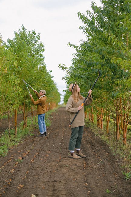 Two individuals engaged in garden maintenance work within a neatly arranged orchard, lined with lush, green trees on both sides. The person on the left, wearing a brown jacket, blue jeans, and a cap,