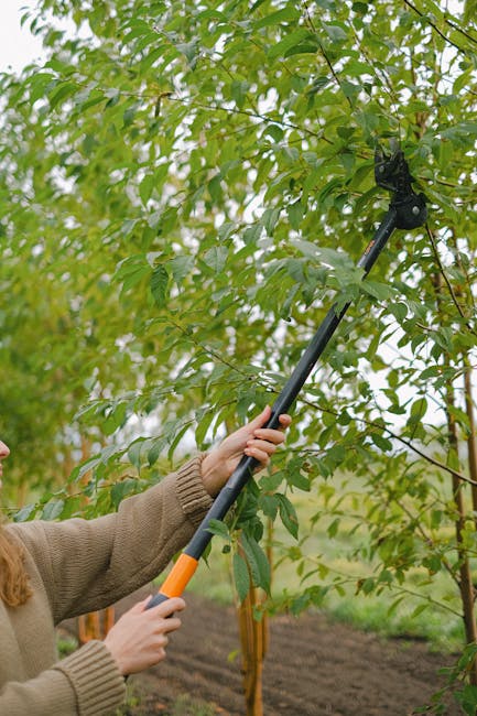 Two individuals engaged in garden maintenance work within a neatly arranged orchard, lined with lush, green trees on both sides. The person on the left, wearing a brown jacket, blue jeans, and a cap,
